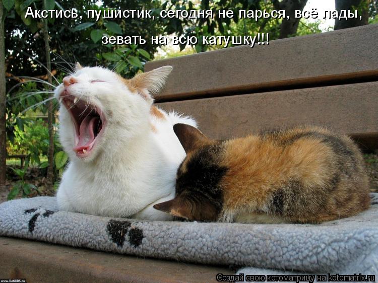 Акстись, пушистик, сегодня не парься, всё лады, зевать на всю катушку!!!... Котоматрица: Акстись, пушистик, сегодня не парься, всё лады, зевать на всю катушку!!!