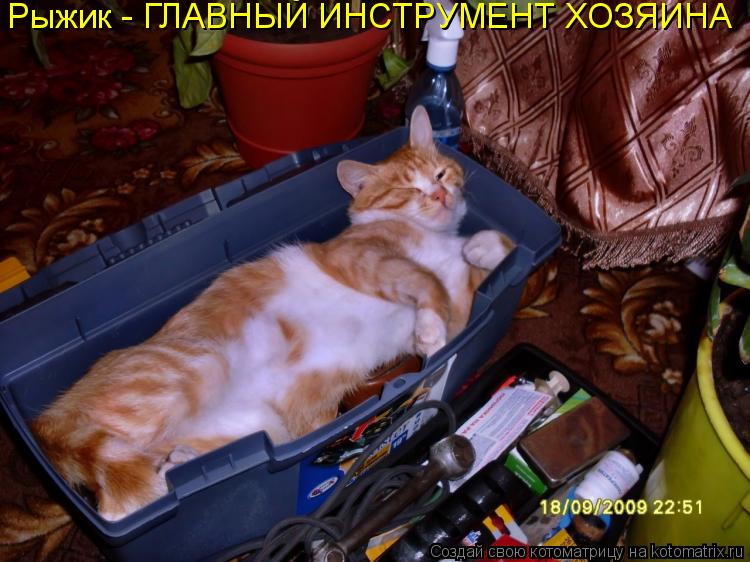 Рыжик - ГЛАВНЫЙ ИНСТРУМЕНТ ХОЗЯИНА... Котоматрица: Рыжик - ГЛАВНЫЙ ИНСТРУМЕНТ ХОЗЯИНА
