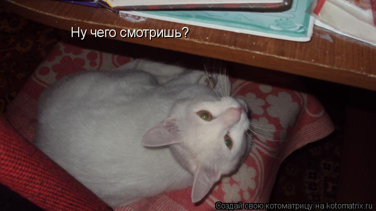 Ну чего смотришь?... Котоматрица: Ну чего смотришь?