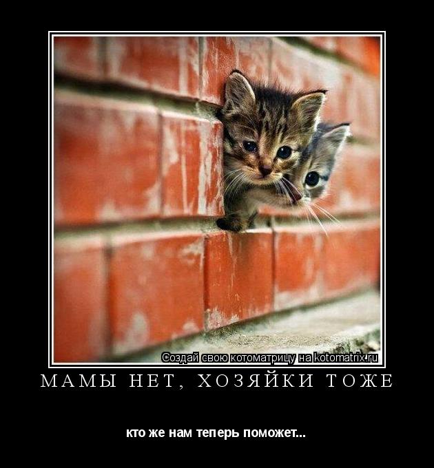 Мамы нет, хозяйки тоже кто же нам теперь поможет...... Котоматрица: Мамы нет, хозяйки тоже кто же нам теперь поможет...