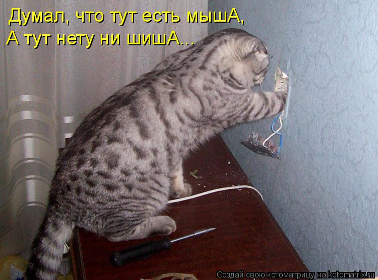 Думал, что тут есть мышА, А тут нету ни шишА...... Котоматрица: Думал, что тут есть мышА, А тут нету ни шишА...