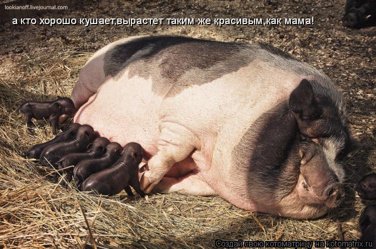 а кто хорошо кушает,вырастет таким же красивым,как мама!... Котоматрица: а кто хорошо кушает,вырастет таким же красивым,как мама!