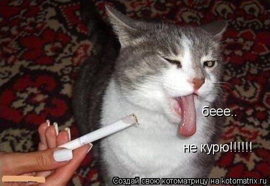 беее.. не курю!!!!!!... Котоматрица: беее.. не курю!!!!!!