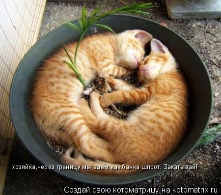 хозяйка,через границу мы едем как банка шпрот. Закатывай!... Котоматрица: хозяйка,через границу мы едем как банка шпрот. Закатывай!