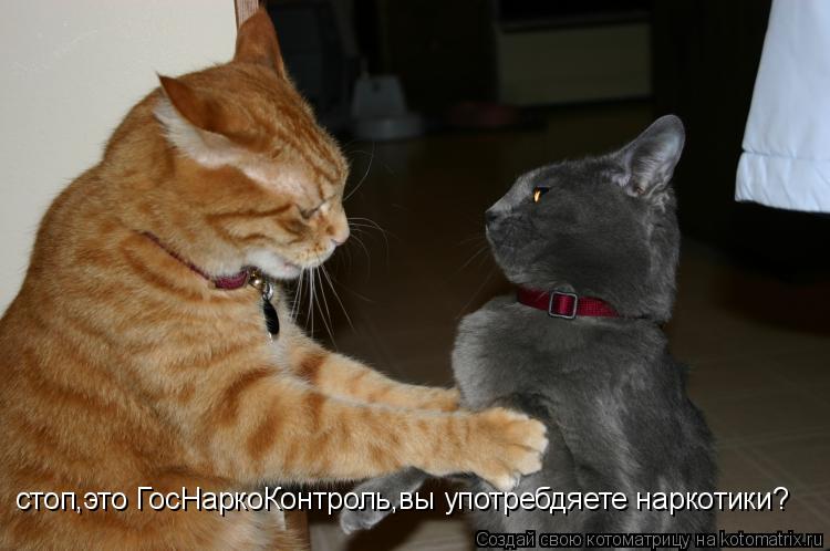 стоп,это ГосНаркоКонтроль,вы употребдяете наркотики?... Котоматрица: стоп,это ГосНаркоКонтроль,вы употребдяете наркотики?