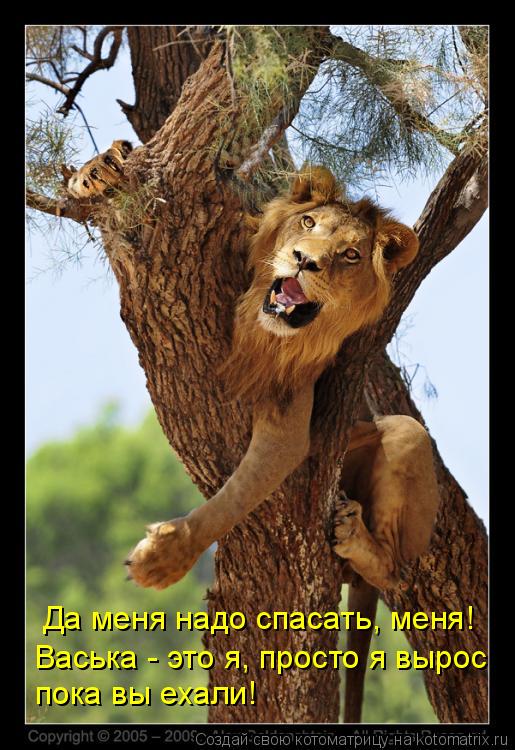 Да меня надо спасать, меня! Васька - это я, просто я вырос пока вы ехали!... Котоматрица: Да меня надо спасать, меня! Васька - это я, просто я вырос пока вы ехали!