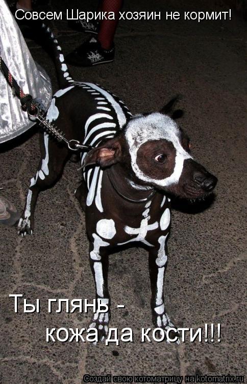 Совсем Шарика хозяин не кормит! Ты глянь - кожа да кости!!!... Котоматрица: Совсем Шарика хозяин не кормит! Ты глянь - кожа да кости!!!