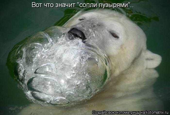 Вот что значит "сопли пузырями"..... Котоматрица: Вот что значит "сопли пузырями"..