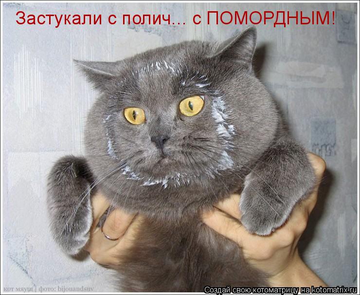 Котоматрица: Застукали с полич... с ПОМОРДНЫМ!