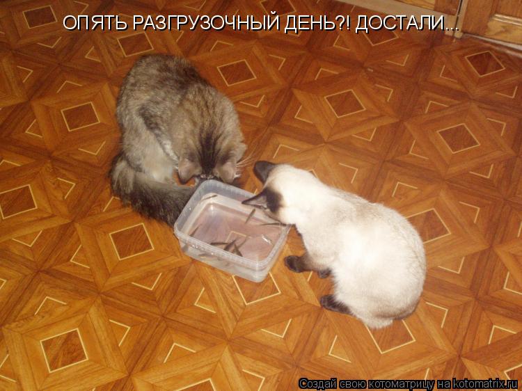 ОПЯТЬ РАЗГРУЗОЧНЫЙ ДЕНЬ?! ДОСТАЛИ...... Котоматрица: ОПЯТЬ РАЗГРУЗОЧНЫЙ ДЕНЬ?! ДОСТАЛИ...