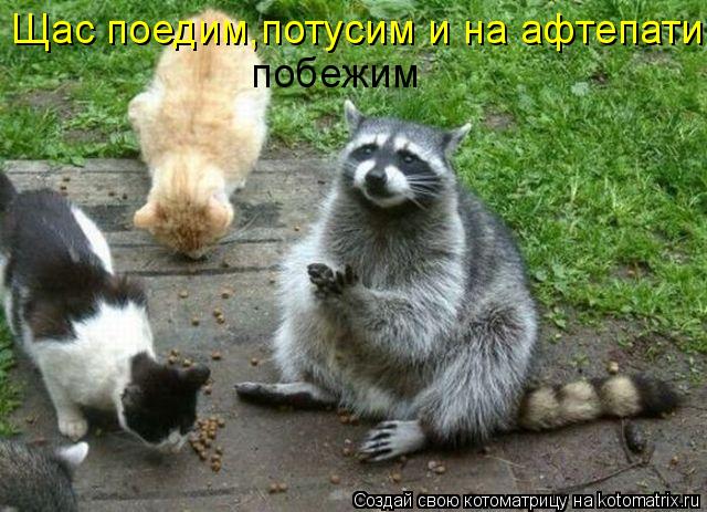 Котоматрица: Щас поедим,потусим и на афтепати побежим