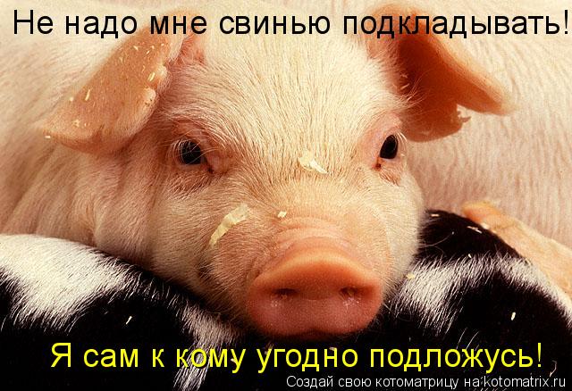 Не надо мне свинью подкладывать! Я сам к кому угодно подложусь!... Котоматрица: Не надо мне свинью подкладывать! Я сам к кому угодно подложусь!