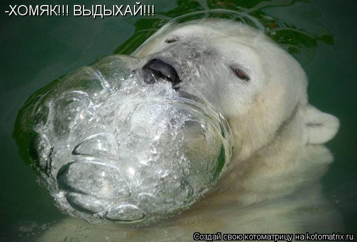 -ХОМЯК!!! ВЫДЫХАЙ!!!... Котоматрица: -ХОМЯК!!! ВЫДЫХАЙ!!!