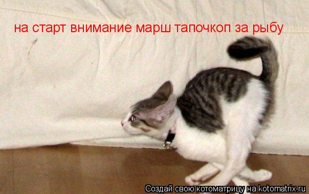 на старт внимание марш тапочкоп за рыбу... Котоматрица: на старт внимание марш тапочкоп за рыбу
