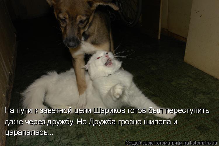На пути к заветной цели Шариков готов был переступить даже через дружбу. Но Дружба грозно шипела и ... Котоматрица: На пути к заветной цели Шариков готов был переступить даже через дружбу. Но Дружба грозно шипела и царапалась...