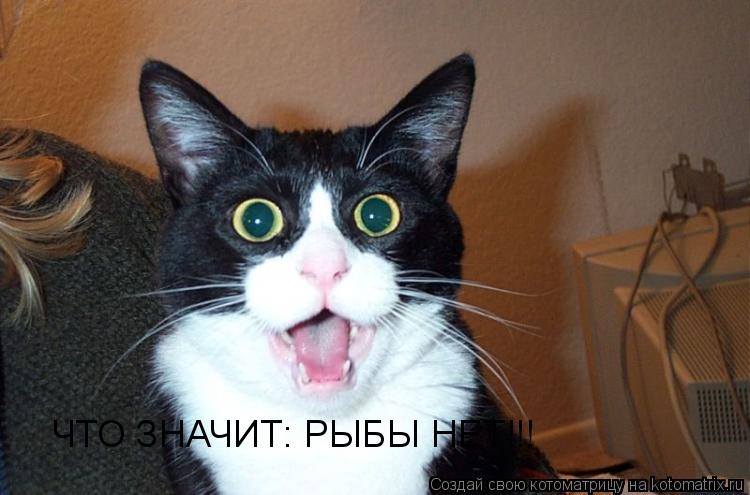 ЧТО ЗНАЧИТ: РЫБЫ НЕТ!!!... Котоматрица: ЧТО ЗНАЧИТ: РЫБЫ НЕТ!!!