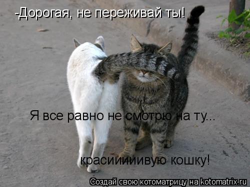 -Дорогая, не переживай ты! Я все равно не смотрю на ту... красииииивую кошку!... Котоматрица: -Дорогая, не переживай ты! Я все равно не смотрю на ту... красииииивую кошку!