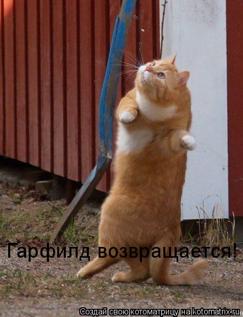 Гарфилд возвращается!... Котоматрица: Гарфилд возвращается!