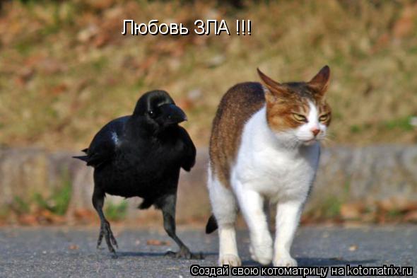 Любовь ЗЛА !!!... Котоматрица: Любовь ЗЛА !!!