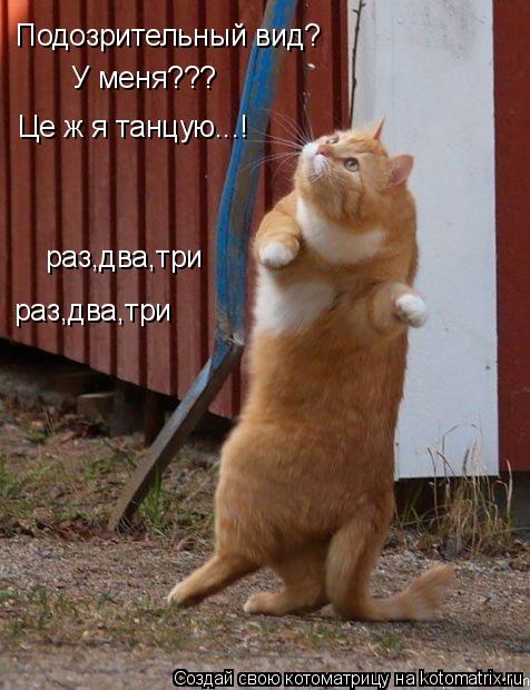 Подозрительный вид? У меня??? Це ж я танцую...! раз,два,три раз,два,три... Котоматрица: Подозрительный вид? У меня??? Це ж я танцую...! раз,два,три раз,два,три