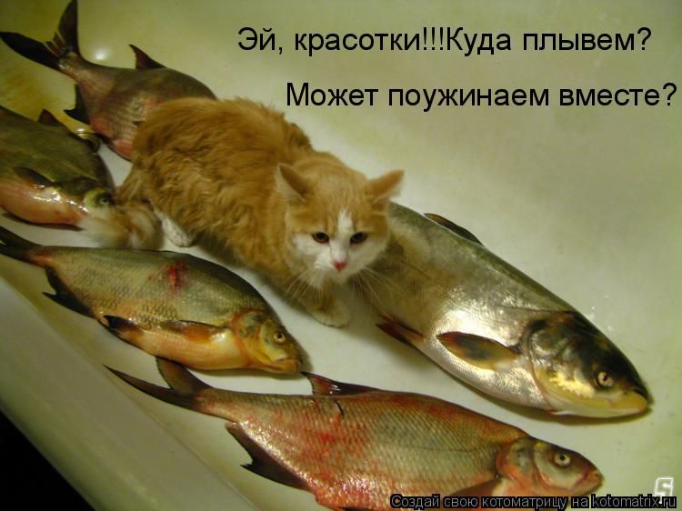 Эй, красотки!!!Куда плывем? Может поужинаем вместе?... Котоматрица: Эй, красотки!!!Куда плывем? Может поужинаем вместе?