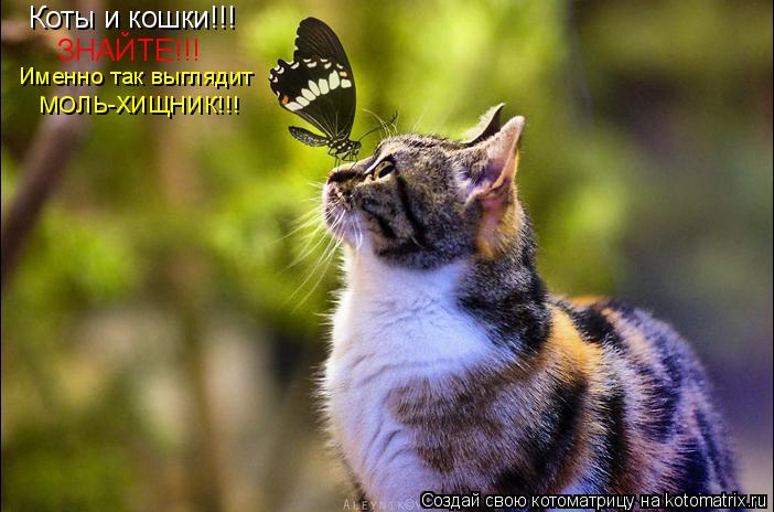Коты и кошки!!! ЗНАЙТЕ!!! Именно так выглядит МОЛЬ-ХИЩНИК!!!... Котоматрица: Коты и кошки!!! ЗНАЙТЕ!!! Именно так выглядит МОЛЬ-ХИЩНИК!!!