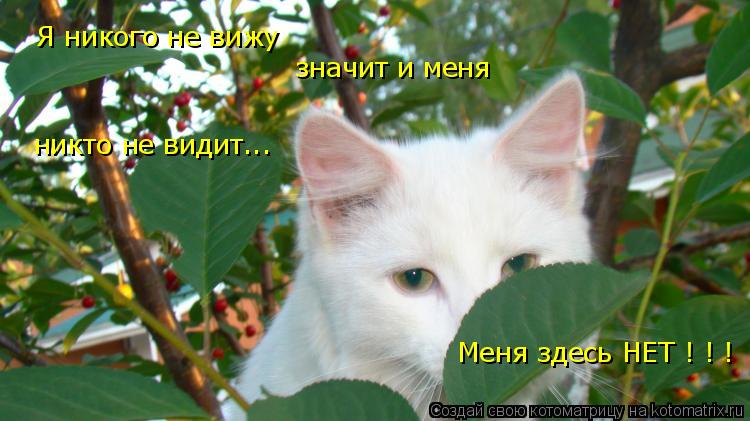 Я никого не вижу значит и меня никто не видит... Меня здесь НЕТ ! ! !... Котоматрица: Я никого не вижу значит и меня никто не видит... Меня здесь НЕТ ! ! !