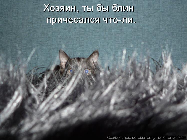 Хозяин, ты бы блин причесался что-ли.... Котоматрица: Хозяин, ты бы блин причесался что-ли.