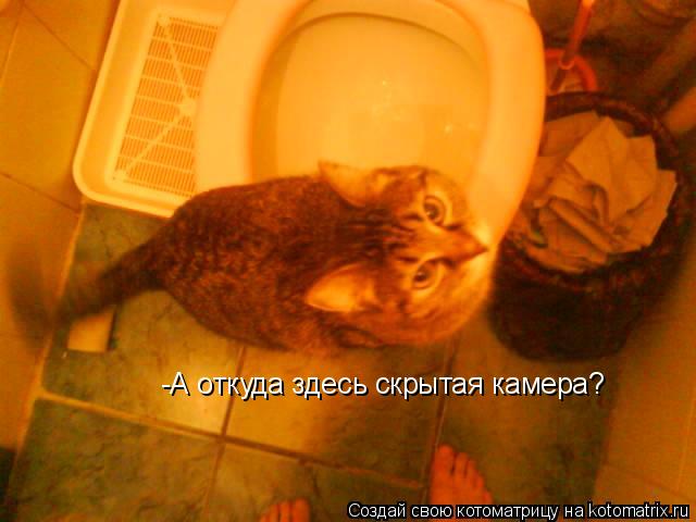 -А откуда здесь скрытая камера?... Котоматрица: -А откуда здесь скрытая камера?