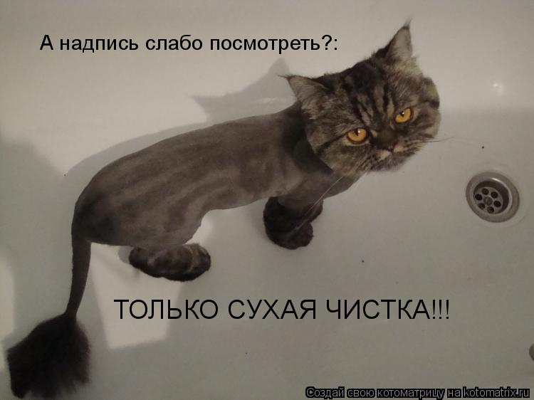 А надпись слабо посмотреть?: ТОЛЬКО СУХАЯ ЧИСТКА!!!... Котоматрица: А надпись слабо посмотреть?: ТОЛЬКО СУХАЯ ЧИСТКА!!!