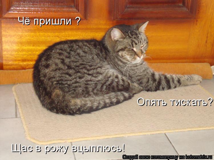 Чё пришли ? Опять тискать? Щас в рожу вцыплюсь!... Котоматрица: Чё пришли ? Опять тискать? Щас в рожу вцыплюсь!