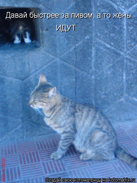 Давай быстрее за пивом, а то жёны ИДУТ... Котоматрица: Давай быстрее за пивом, а то жёны ИДУТ