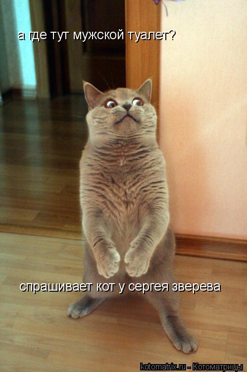 а где тут мужской туалет? спрашивает кот у сергея зверева... Котоматрица: а где тут мужской туалет? спрашивает кот у сергея зверева