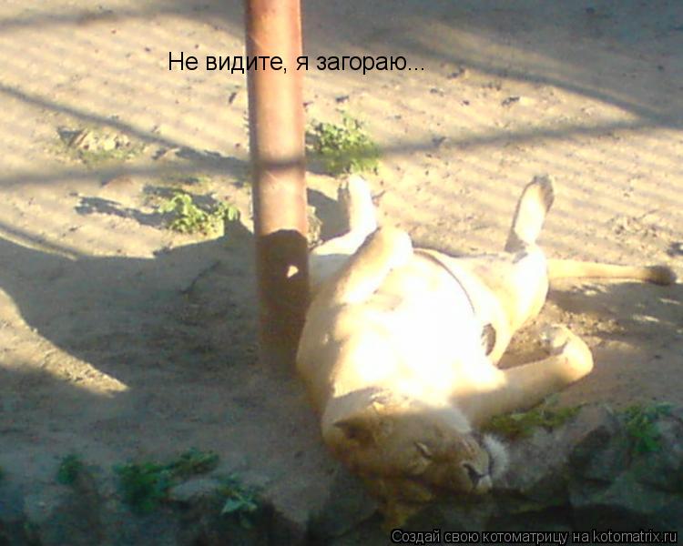 Не видите, я загораю...... Котоматрица: Не видите, я загораю...