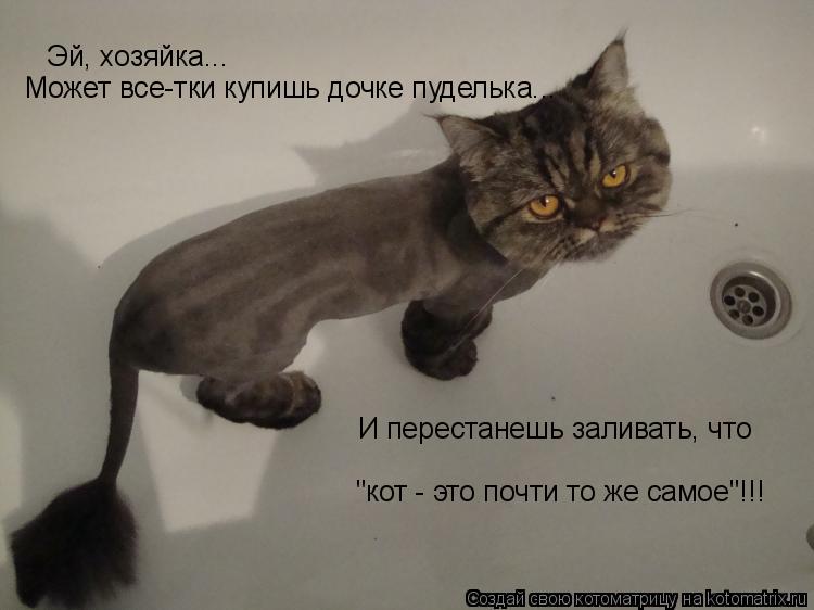 Эй, хозяйка... Может все-тки купишь дочке пуделька... И перестанешь заливать, что "кот - это почти т... Котоматрица: Эй, хозяйка... Может все-тки купишь дочке пуделька... И перестанешь заливать, что "кот - это почти то же самое"!!!