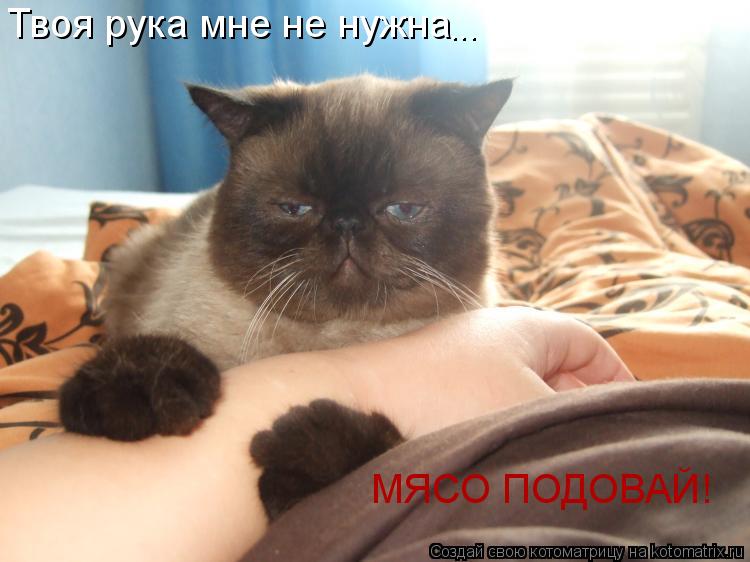 Твоя рука мне не нужна МЯСО ПОДОВАЙ! ...... Котоматрица: Твоя рука мне не нужна МЯСО ПОДОВАЙ! ...