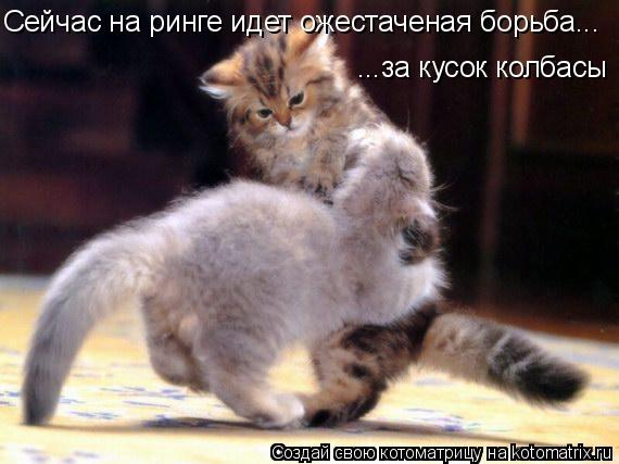 Сейчас на ринге идет ожестаченая борьба... ...за кусок колбасы... Котоматрица: Сейчас на ринге идет ожестаченая борьба... ...за кусок колбасы