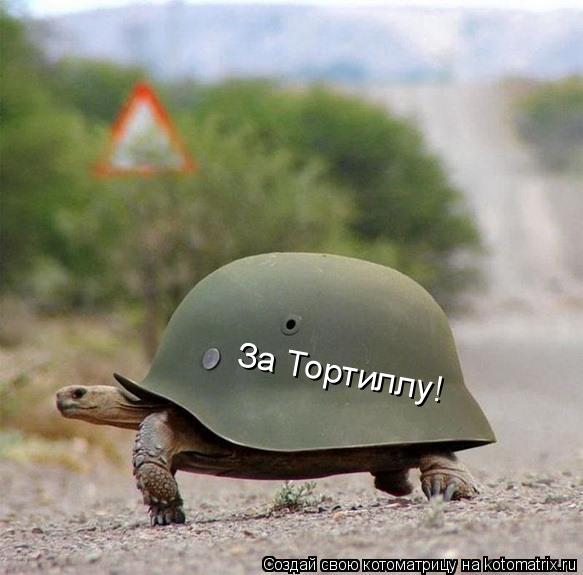 За Тортиллу!... Котоматрица: За Тортиллу!