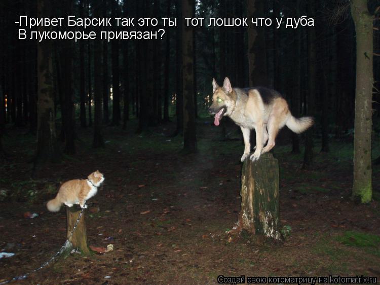 -Привет Барсик так это ты тот лошок что у дуба В лукоморье привязан?... Котоматрица: -Привет Барсик так это ты тот лошок что у дуба В лукоморье привязан?