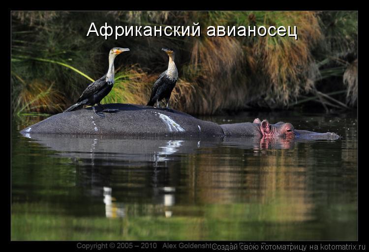 Африканский авианосец... Котоматрица: Африканский авианосец