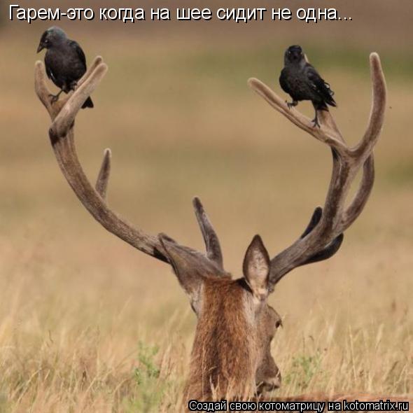 Гарем-это когда на шее сидит не одна...... Котоматрица: Гарем-это когда на шее сидит не одна...