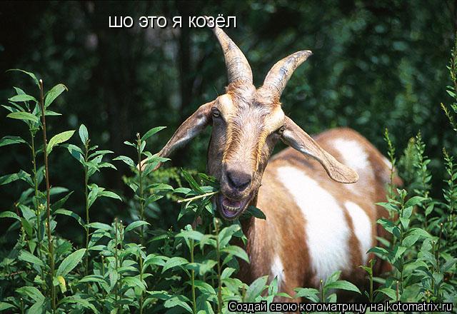 шо это я козёл... Котоматрица: шо это я козёл