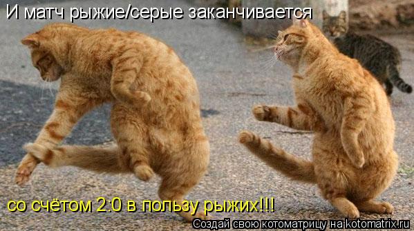 И матч рыжие/серые заканчивается со счётом 2:0 в пользу рыжих!!!... Котоматрица: И матч рыжие/серые заканчивается со счётом 2:0 в пользу рыжих!!!