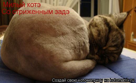 Милый котэ Со стриженным задэ... Котоматрица: Милый котэ Со стриженным задэ