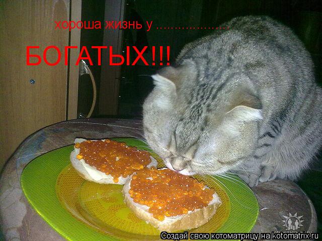 хороша жизнь у .................... БОГАТЫХ!!!... Котоматрица: хороша жизнь у .................... БОГАТЫХ!!!