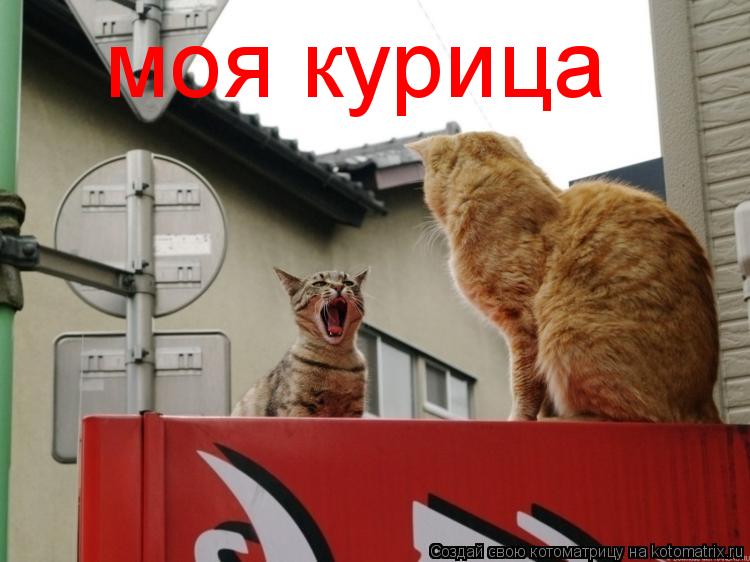 моя курица... Котоматрица: моя курица