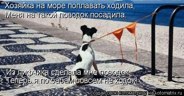 Хозяйка на море поплавать ходила, Меня на такой поводок посадила. Из лифчика сделала мне поводок. Теп... Котоматрица: Хозяйка на море поплавать ходила, Меня на такой поводок посадила. Из лифчика сделала мне поводок. Теперь я по бабам совсем не ходок!