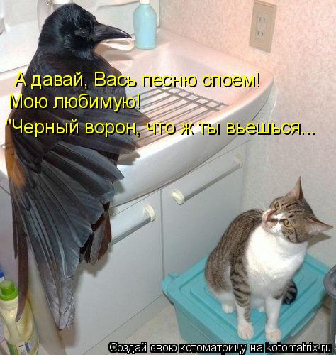 "Черный ворон, что ж ты вьешься... А давай, Вась песню споем! Мою любимую!... Котоматрица: "Черный ворон, что ж ты вьешься... А давай, Вась песню споем! Мою любимую!