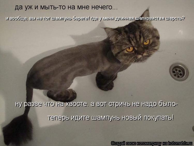 да уж и мыть-то на мне нечего... и вообще, вы не тот шампунь берете! где у меня длинная шелковистая ш... Котоматрица: да уж и мыть-то на мне нечего... и вообще, вы не тот шампунь берете! где у меня длинная шелковистая шерсть? ну разве что на хвосте. а вот стричь