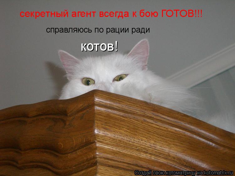 секретный агент всегда к бою ГОТОВ!!! справляюсь по рации ради котов!... Котоматрица: секретный агент всегда к бою ГОТОВ!!! справляюсь по рации ради котов!